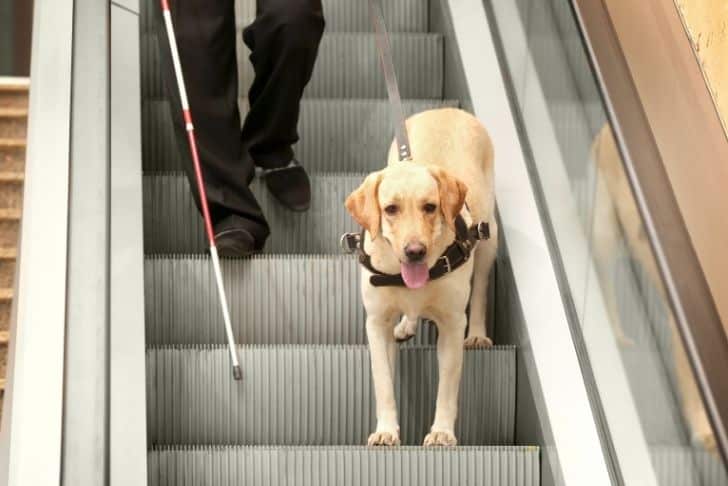 Guide Dogs, Canes, and More: Types of Mobility Aids Explained