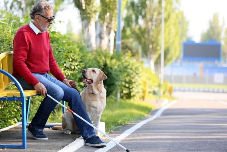 Guide Dogs, Canes, and More: Types of Mobility Aids Explained